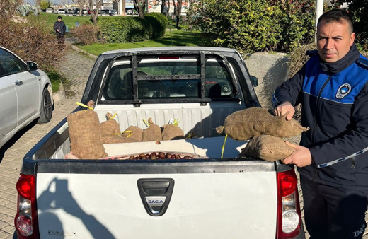 Salihli’de 250 kilogram Çin Kestanesi ele geçirildi