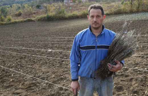 Beş yıldızlı otelin müdürü atıl arazilerde lavanta bahçesi kurdu