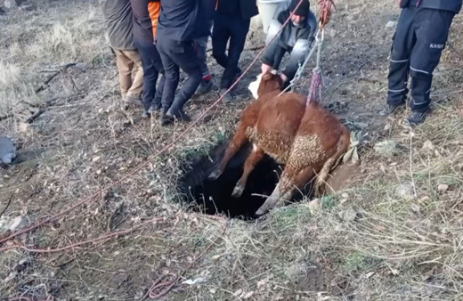 Boş su kuyusuna düşen danayı itfaiye kurtardı!