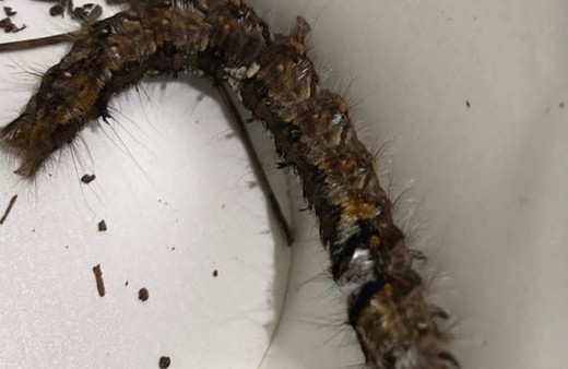 Piknikte dehşeti yaşadı! Boynundan ısırdı, yoğun bakıma alındı