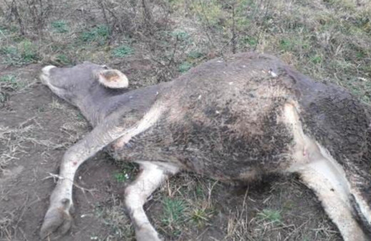 Kimyasal gübre 6 büyükbaş hayvanın telef olmasına neden oldu