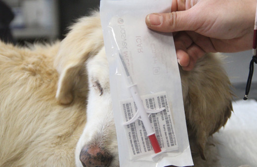 Sahiplendikleri hayvanları sokağa bırakanlara çipli takip, cezası var