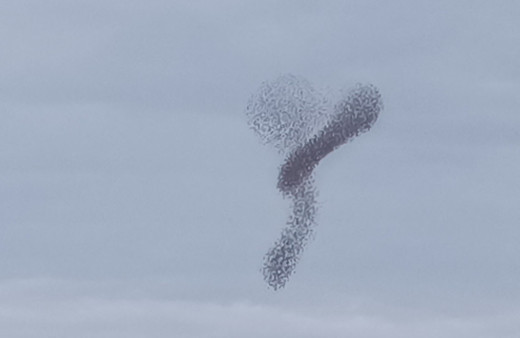Manisa'da sığırcık kuşlarının dansı hayran bıraktı
