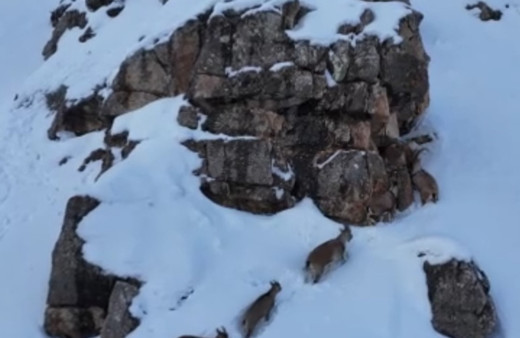Karla kaplanan Munzur Dağları'nda sürü halindeki yaban keçileri görüntülendi