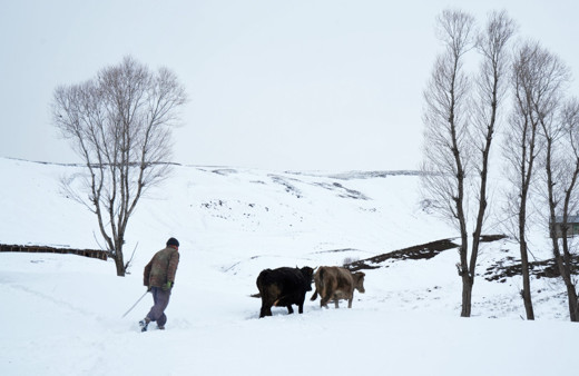 Muş’ta yüksek rakımlı köyler kara gömüldü, hayat durdu