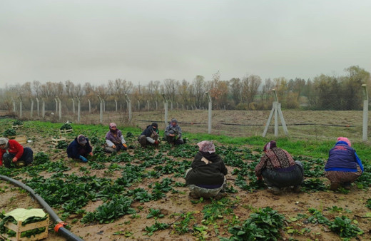 Kış sofralarının vazgeçilmezi ıspanağın zorlu hasadı başladı