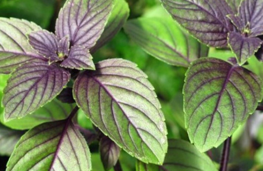 Reyhan binbir derde deva oluyor, işte şaşırtan faydaları