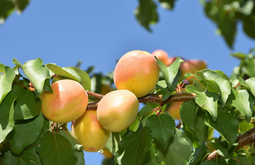 Depremin vurduğu Malatya’da kayısı yüz güldürdü