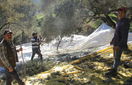 Aydın'da üreticiler bu yıl zeytin değil altın topluyor