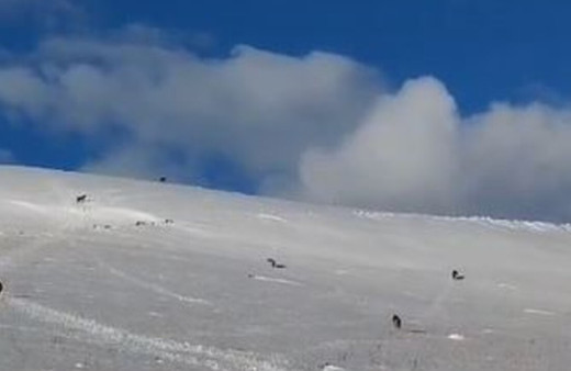 Aç kalan kurt sürüsü yerleşim yerine indi