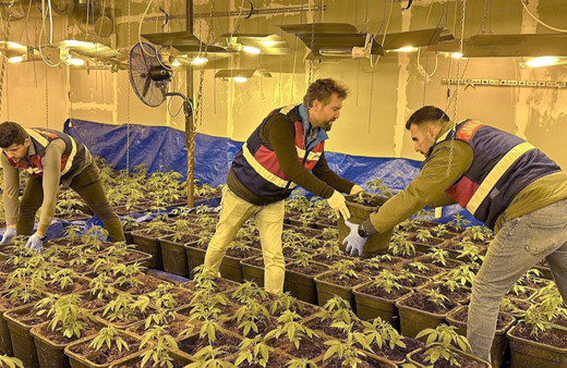 Tekstil atölyesinde Hint keneviri yetiştirmişler!