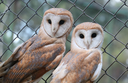 Şanlıurfa’da tedavileri tamamlanan peçeli baykuşlar doğaya bırakıldı