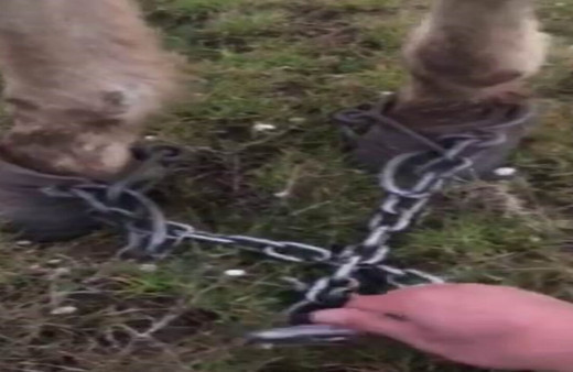 Atı ayaklarından zincirleyip ölüme terk ettiler