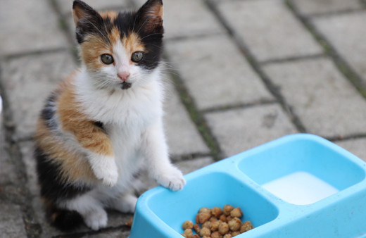 Yemek artıkları ile sokak hayvanlarına özel mama ürettiler