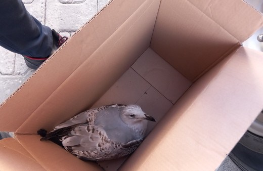 Yaralı martıyı itfaiye kurtardı