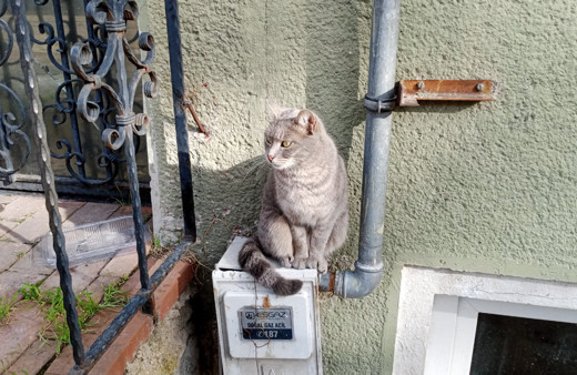 Soğukta üşüyen kediler onun dükkânına sığınıyor