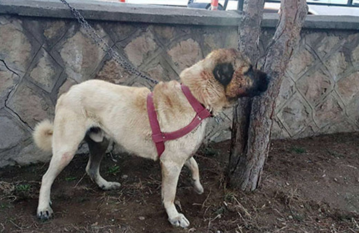 Köpek dövüştürenlere 33 bin TL para cezası kesildi!
