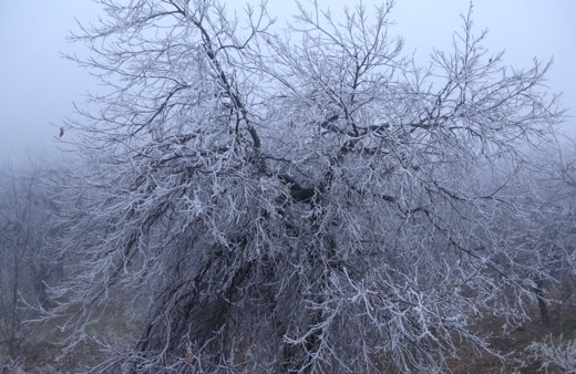 Malatya’da kırağı ağaçları ve bitkileri beyaza bürüdü