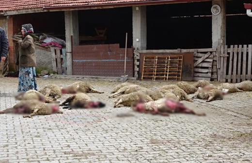 Kütahya'da ahıra giren sokak köpekleri 22 koyunu telef etti