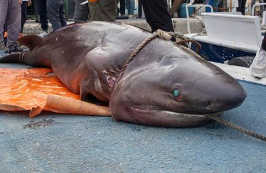 20 günde 2 köpek balığı kıyıya vurdu, uzmanın açıklamaları hem düşündürdü hem rahatlattı