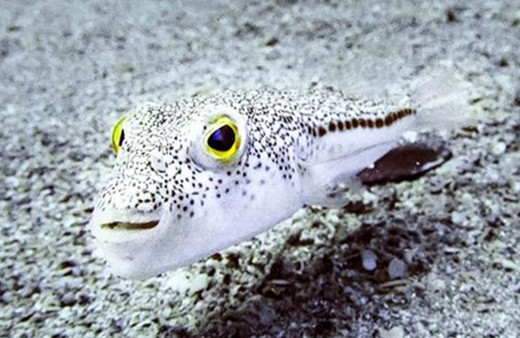 Profesörden balon balığı uyarısı: Miligramı bile çok etkili!