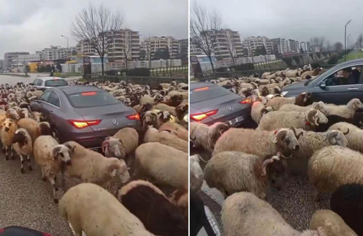 Koyun sürüsü çevre yoluna çıktı, trafikte uzun kuyruklar oluştu!