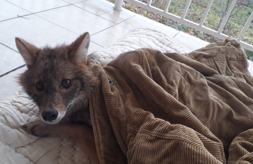 Yaralı tilkiyi hayata döndürdüler