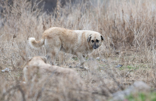 Ankara'da 8 ayda 4 bin 800 sokak hayvanı toplatılacak!