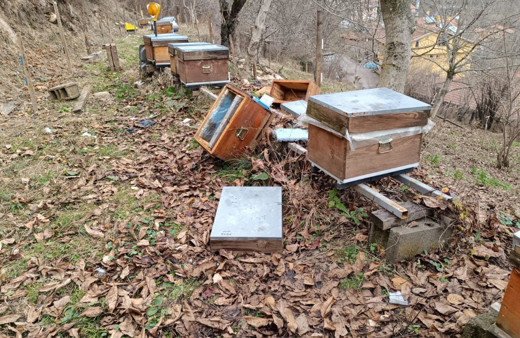 Köye inen ayı, arı kovanlarına saldırdı
