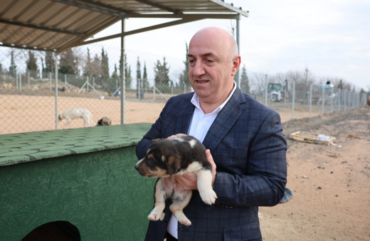 Sokak hayvanları Darıca'da güvenli barınağa kavuştu