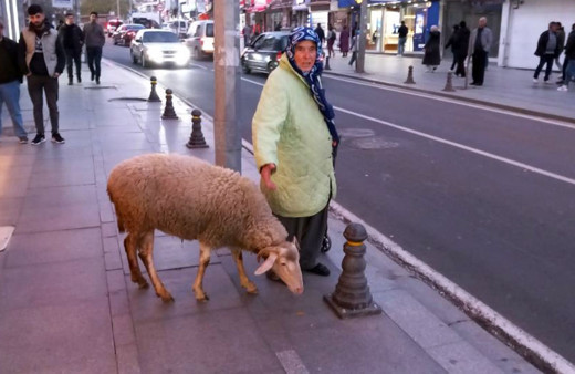 Kızı gibi baktığı koyunu Kadriye, peşinden ayrılmıyor!