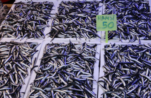Hamsi ihracatından iki yılda yaklaşık 25 milyon dolar döviz geliri elde edildi