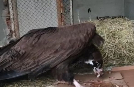 Soyu tehdit altında bulunan Kara Akbaba tedaviye alındı