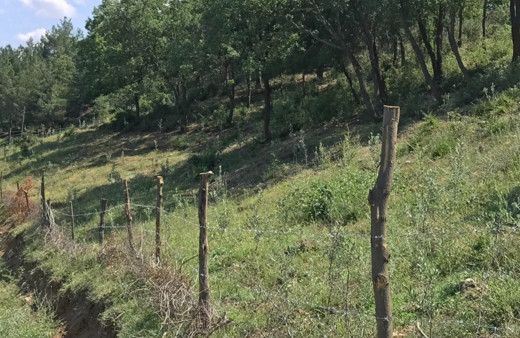 Susuz ve engebeli araziler zeytin bahçelerine dönüşüyor