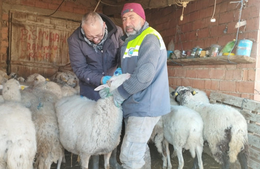 Küçükbaş hayvan yetiştiriciliği destekleme miktarında önemli artış