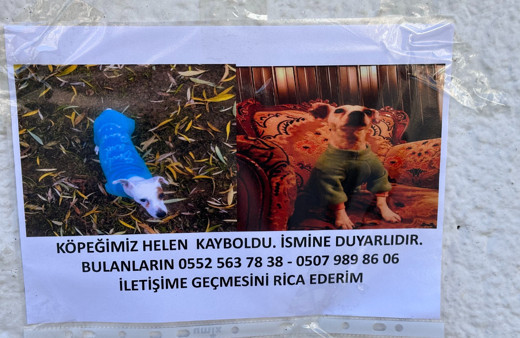 Eskişehir’de kayıp hayvan ilanları artıyor