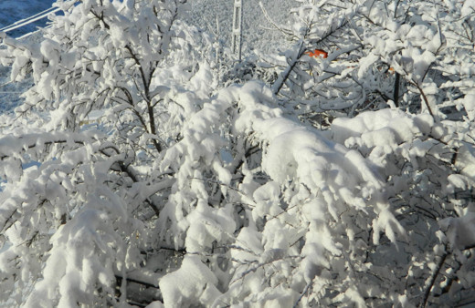 Posof’ta yoğun kar etkili oluyor