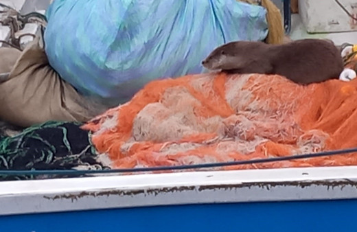 Sinop'ta su samuru kameraya yakalandı