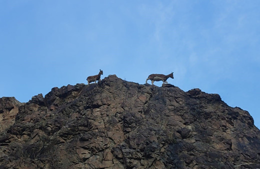 Erzurum'da dağ keçileri görüntülendi