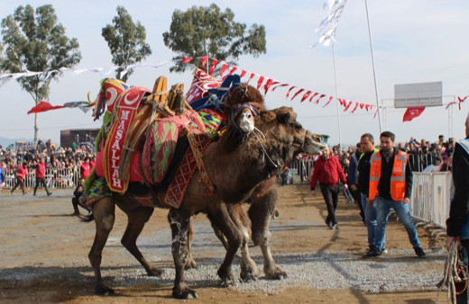 Yılın ilk deve güreşi Aydın'da yapıldı!