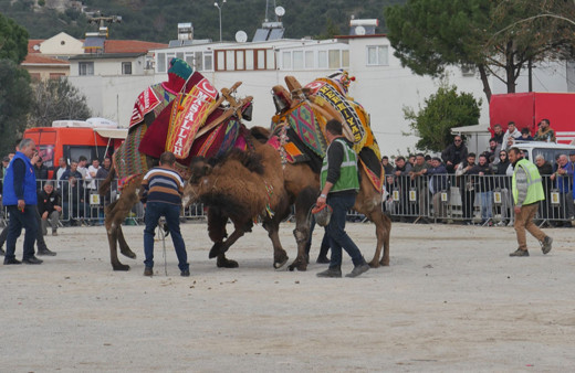 Balıkesir'de develer Güre sahilindeki arenada güreşti!