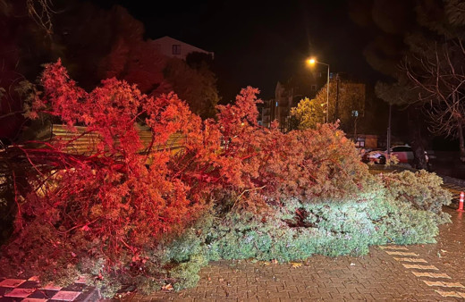 Ezine’de fırtına nedeniyle ağaç devrildi, kapanan yol belediye ekiplerince açıldı