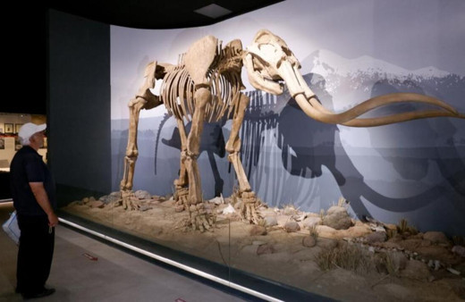 Dev mamut iskeleti görenleri hayrete düşürüyor