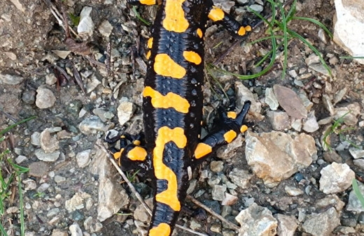 Adıyaman’da ‘sarı benekli’ semender görüldü