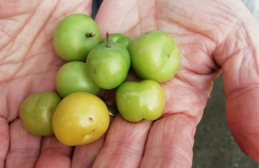 Kocaeli'de erik ağacı ocak ayında meyve verdi!