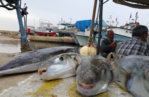 Balon balığı yiyip yoğun bakıma kaldırılan şahıs da taburcu oldu