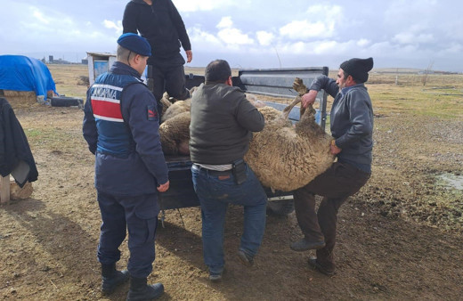 Komşusunun arazide otlayan koyunlarını çaldı
