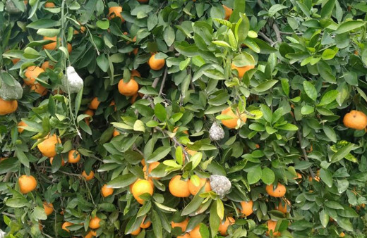 Marketlerde 25 TL’ye satılıyor! Bedava dağıtıyor alan yok