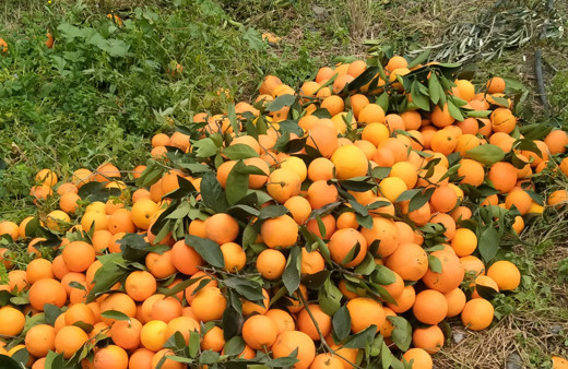 Hatay'da tarlada fiyatı 2 TL markette 25 TL alan yok dalında çürümeye başladı