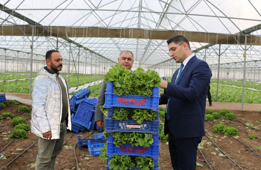 Erzincan’da seralarda ocak ayında marul hasadı sürüyor